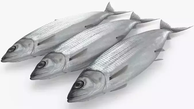 Vacuum Sealed Tray with Atlantic Herring Silver 3D model 5