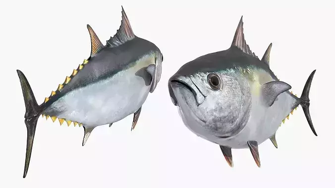 Ocean Yellowfin Tuna Rigged For Blender Low-poly 3D model 6
