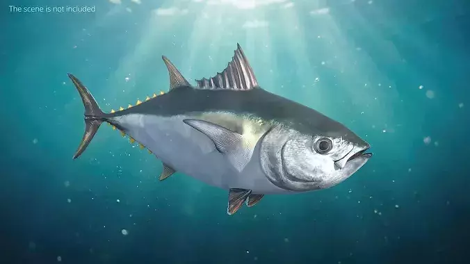 Ocean Yellowfin Tuna Rigged For Blender Low-poly 3D model 2
