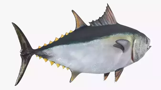 Ocean Yellowfin Tuna Rigged For Blender Low-poly 3D model 7