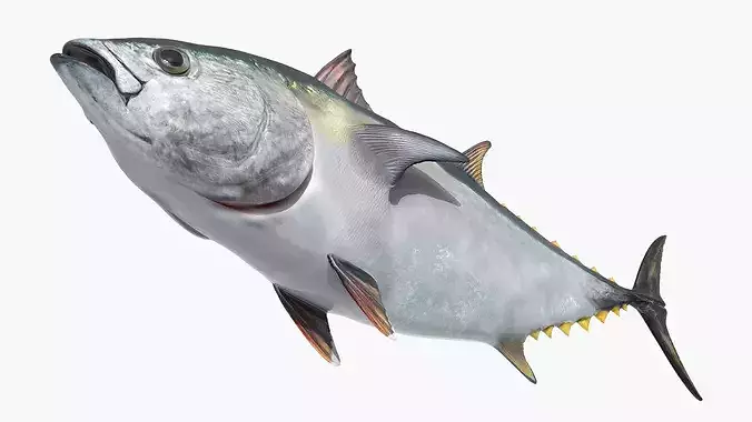 Ocean Yellowfin Tuna Rigged For Blender Low-poly 3D model 5