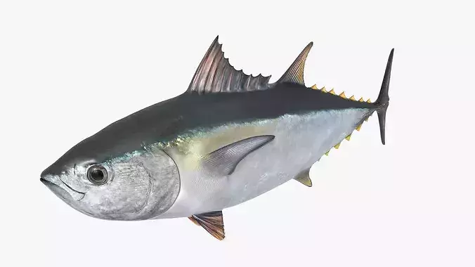 Ocean Yellowfin Tuna Rigged For Blender Low-poly 3D model 4
