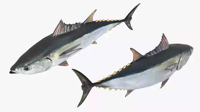 Ocean Yellowfin Tuna Rigged For Blender Low-poly 3D model