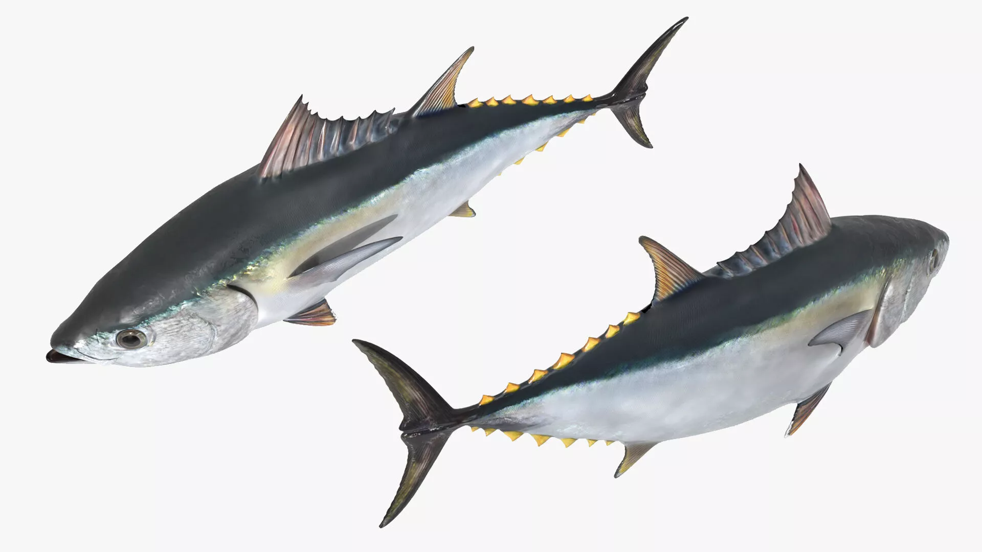 Ocean Yellowfin Tuna Rigged For Blender Low-poly 3D model