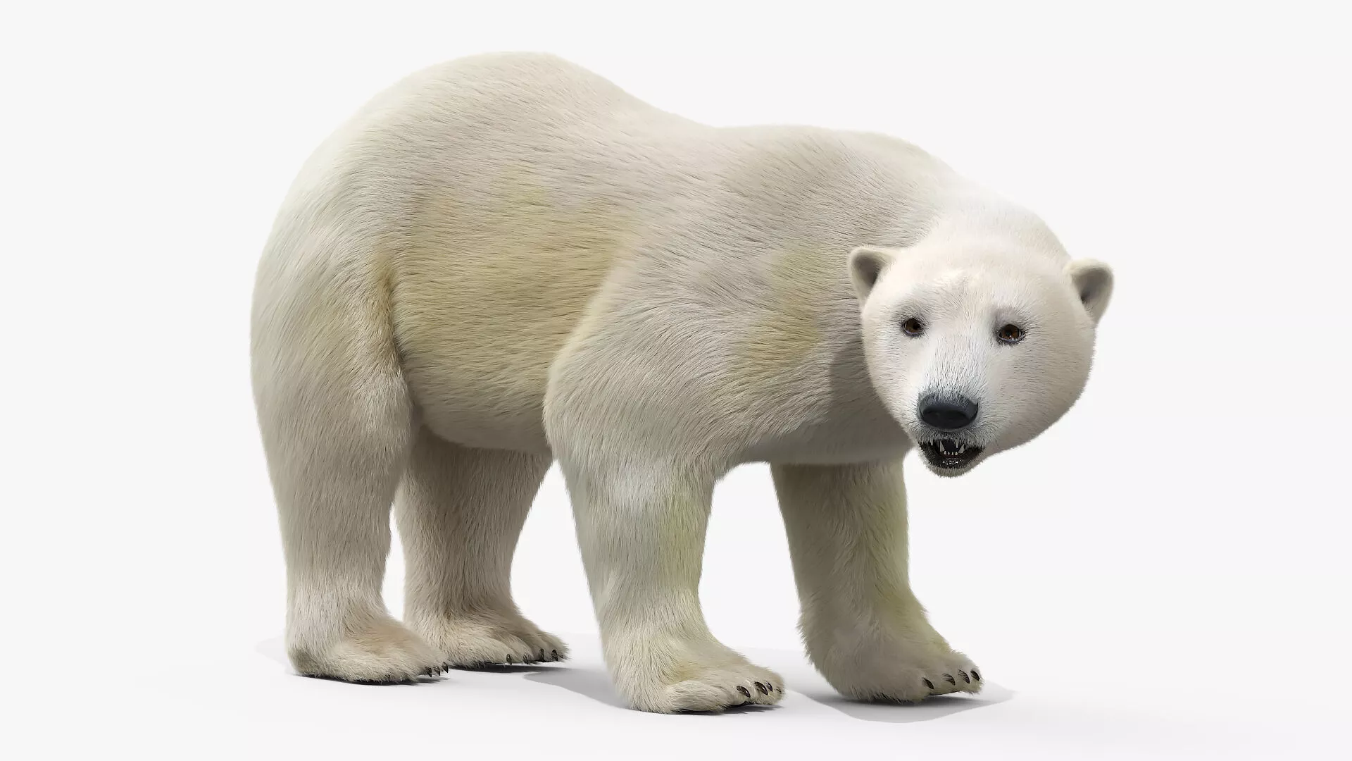 White Polar Bear Fur Rigged For Maya 3D model