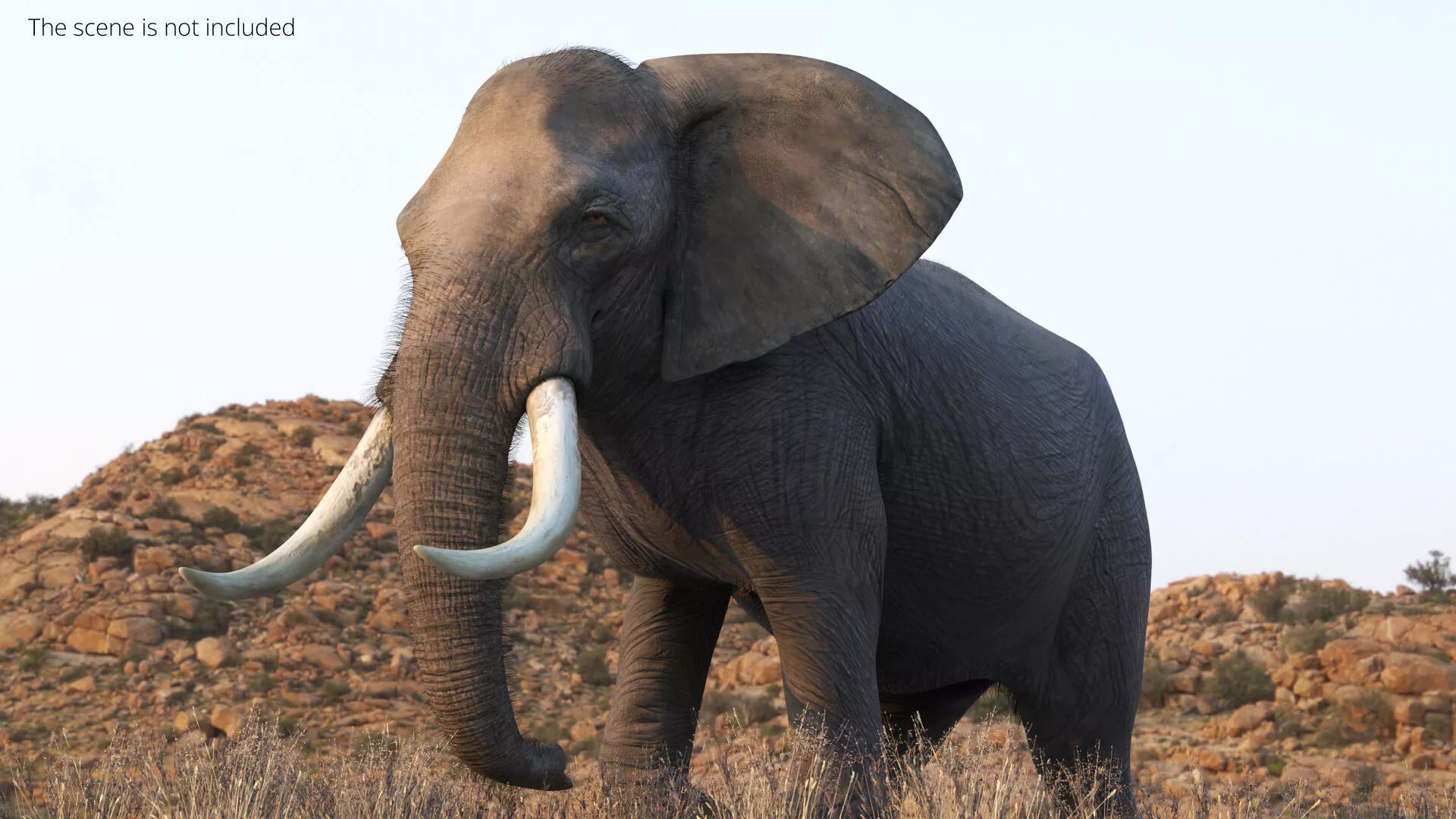 African Elephant Fur Rigged For Maya 3D model