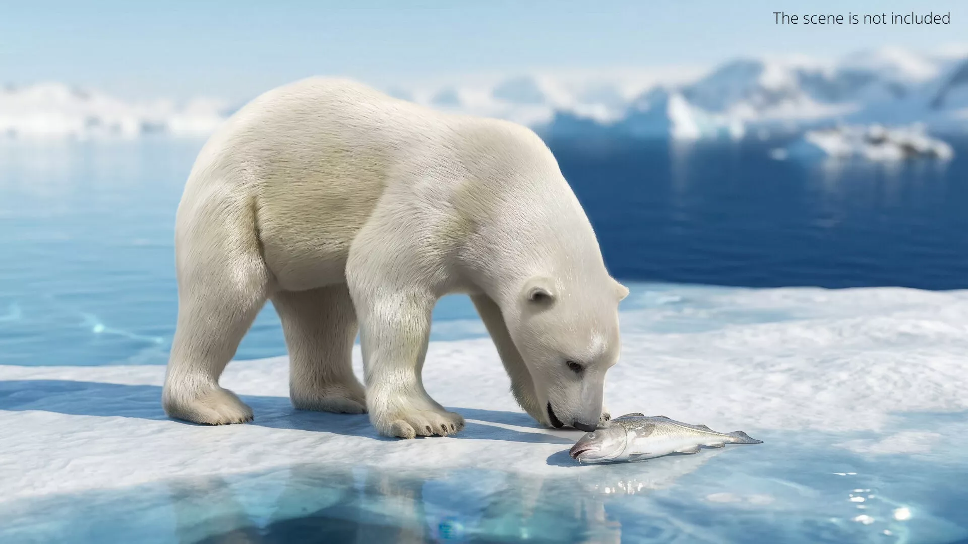 White Polar Bear Eating Fur Animated Rigged For Maya 3D model
