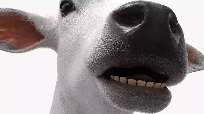 Nelore Cow Fur Set Animated Rigged For Maya 3D model 7
