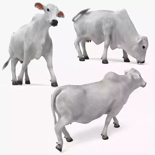 Nelore Cow Fur Set Animated Rigged For Maya 3D model