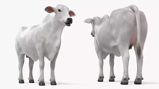 Nelore Cow Fur Set Animated Rigged For Maya 3D model 4