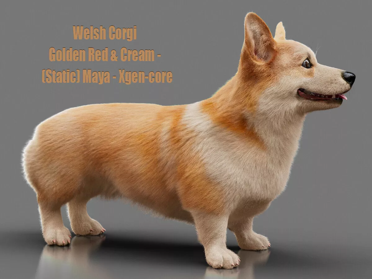 Welsh Corgi Golden Red Cream Static Maya Xgen core 3D model