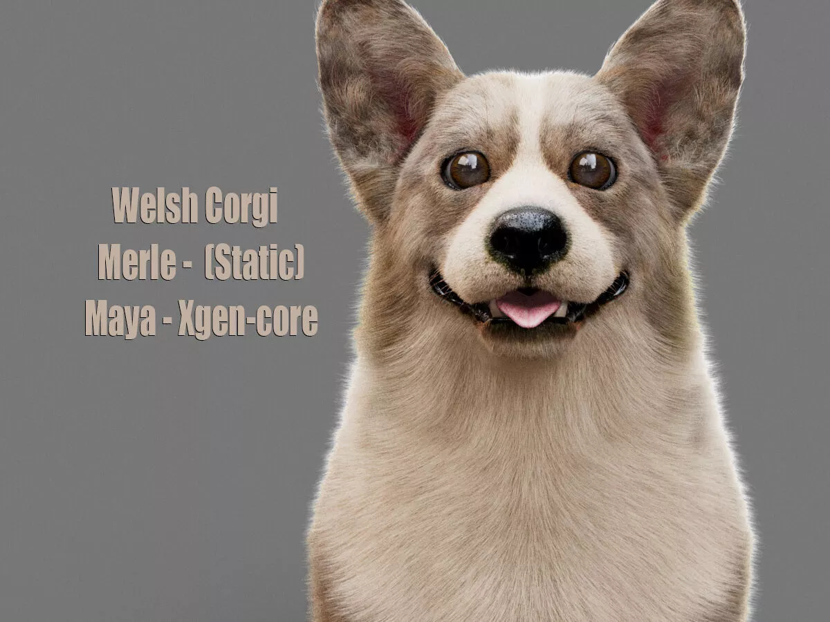 Welsh Corgi Merle Static Maya Xgen core 3D model