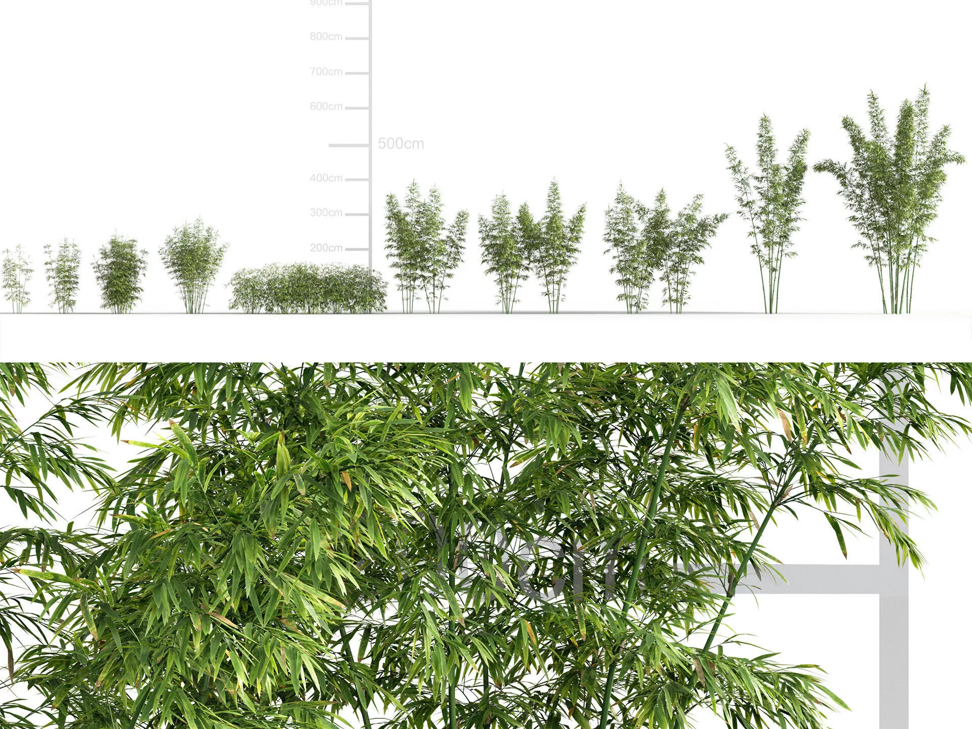 Bambusa boniopsis - Bamboo 3D model