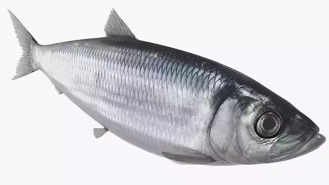 Atlantic Herring Whole Fish Silver 3D model