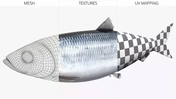 Atlantic Herring Whole Fish Silver 3D model 7
