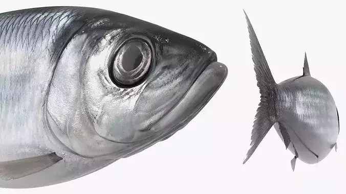 Atlantic Herring Whole Fish Silver 3D model 5