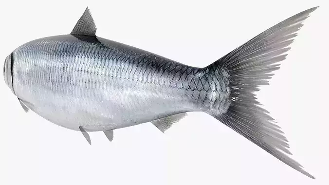 Atlantic Herring Whole Fish Silver 3D model 6