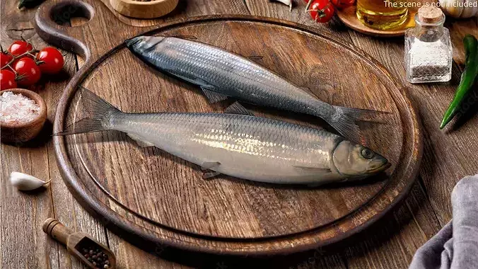 Atlantic Herring Whole Fish Silver 3D model 2