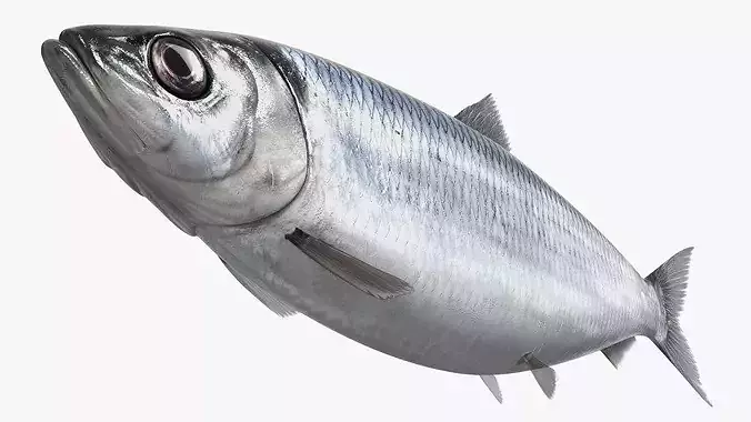 Atlantic Herring Whole Fish Silver 3D model 4
