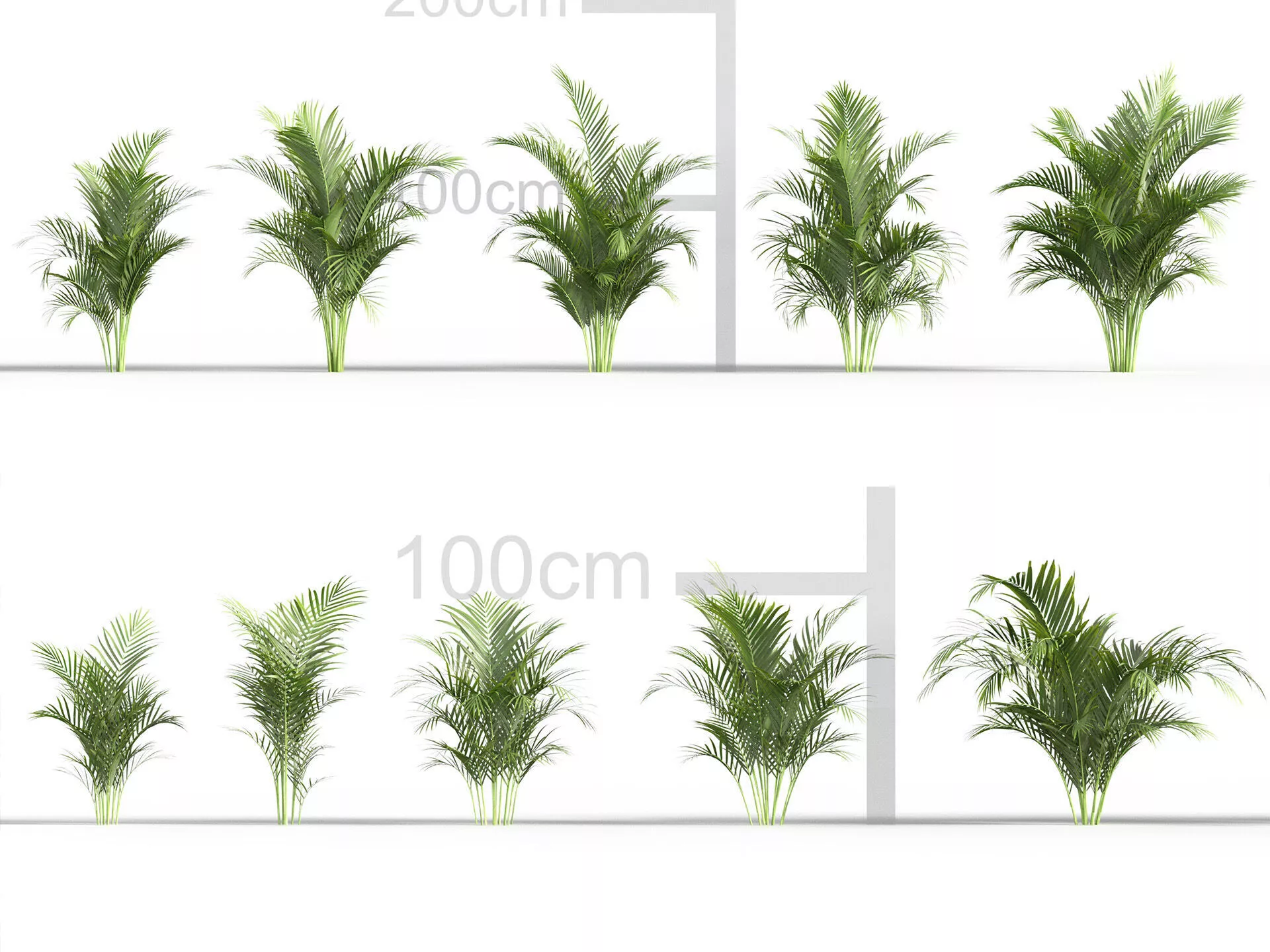 Dypsis lutescens - Golden Cane Palm 3D model