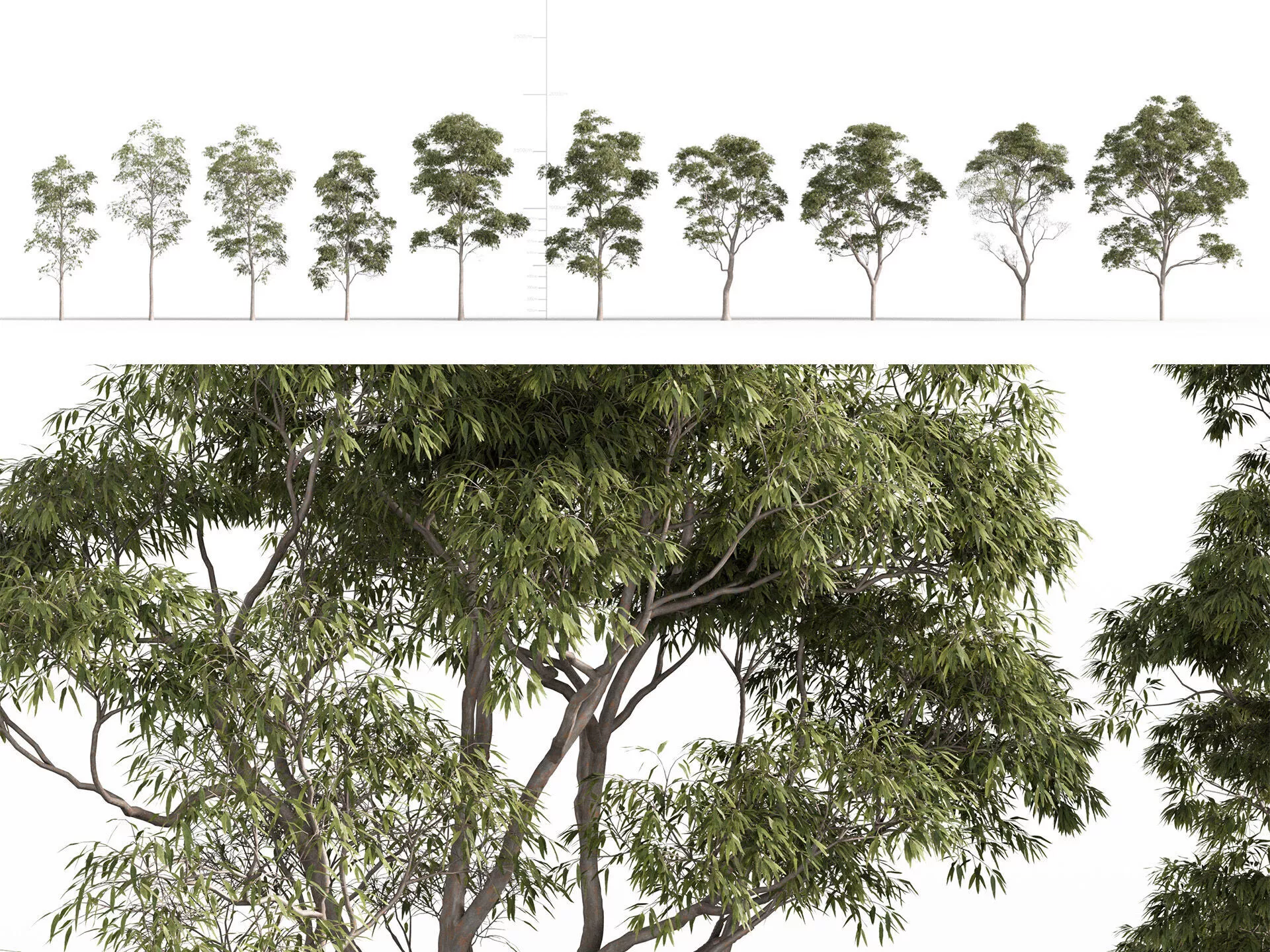 Eucalyptus saligna - Swamp mahogany 3D model
