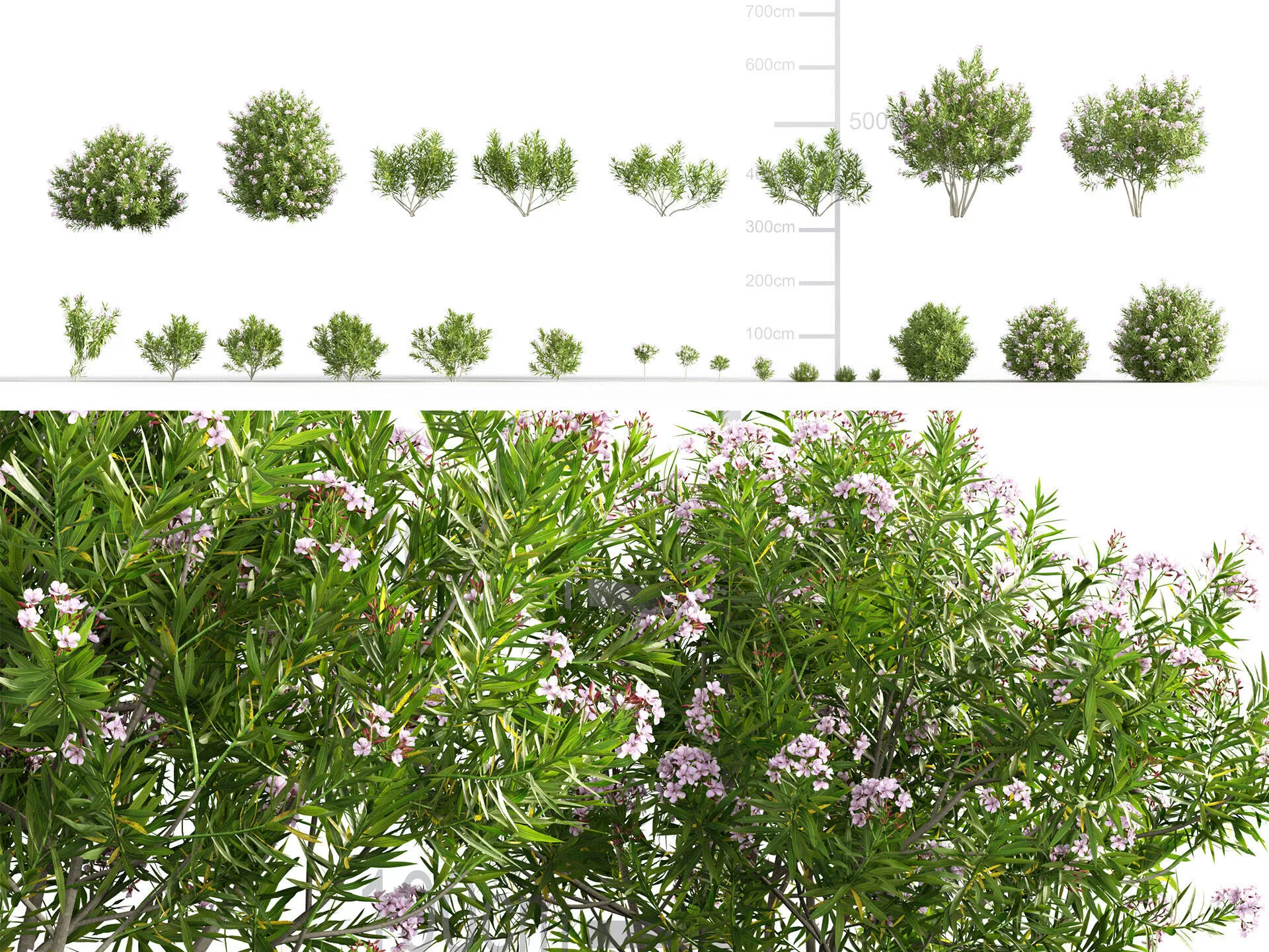 Nerium oleander 3D model