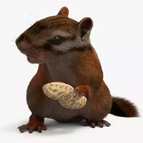 Forest Chipmunk Eating Fur Animated Rigged For Maya 3D model 5