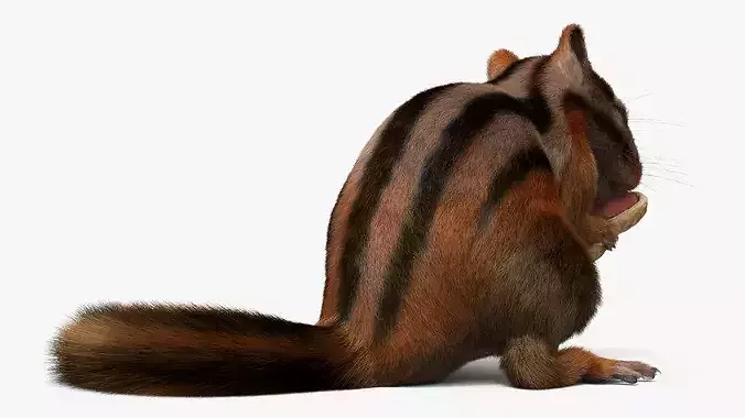 Forest Chipmunk Eating Fur Animated Rigged For Maya 3D model 4