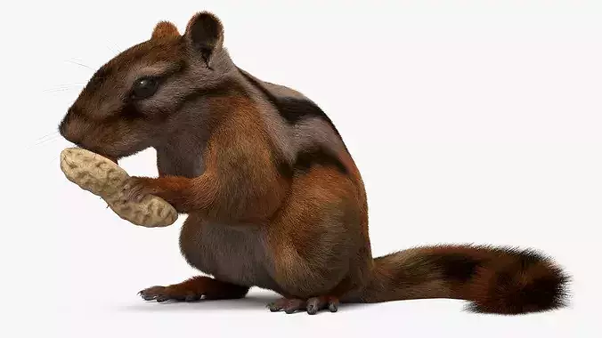 Forest Chipmunk Eating Fur Animated Rigged For Maya 3D model 3