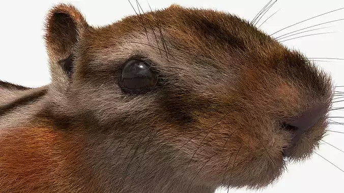 Forest Chipmunk Eating Fur Animated Rigged For Maya 3D model 7