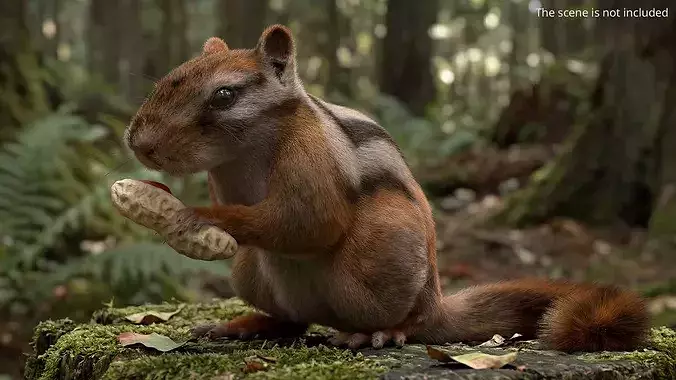 Forest Chipmunk Eating Fur Animated Rigged For Maya 3D model