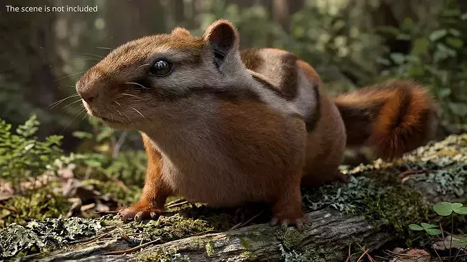Forest Chipmunk Eating Fur Animated Rigged For Maya 3D model 2