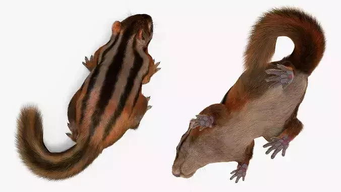 Forest Chipmunk Eating Fur Animated Rigged For Maya 3D model 6