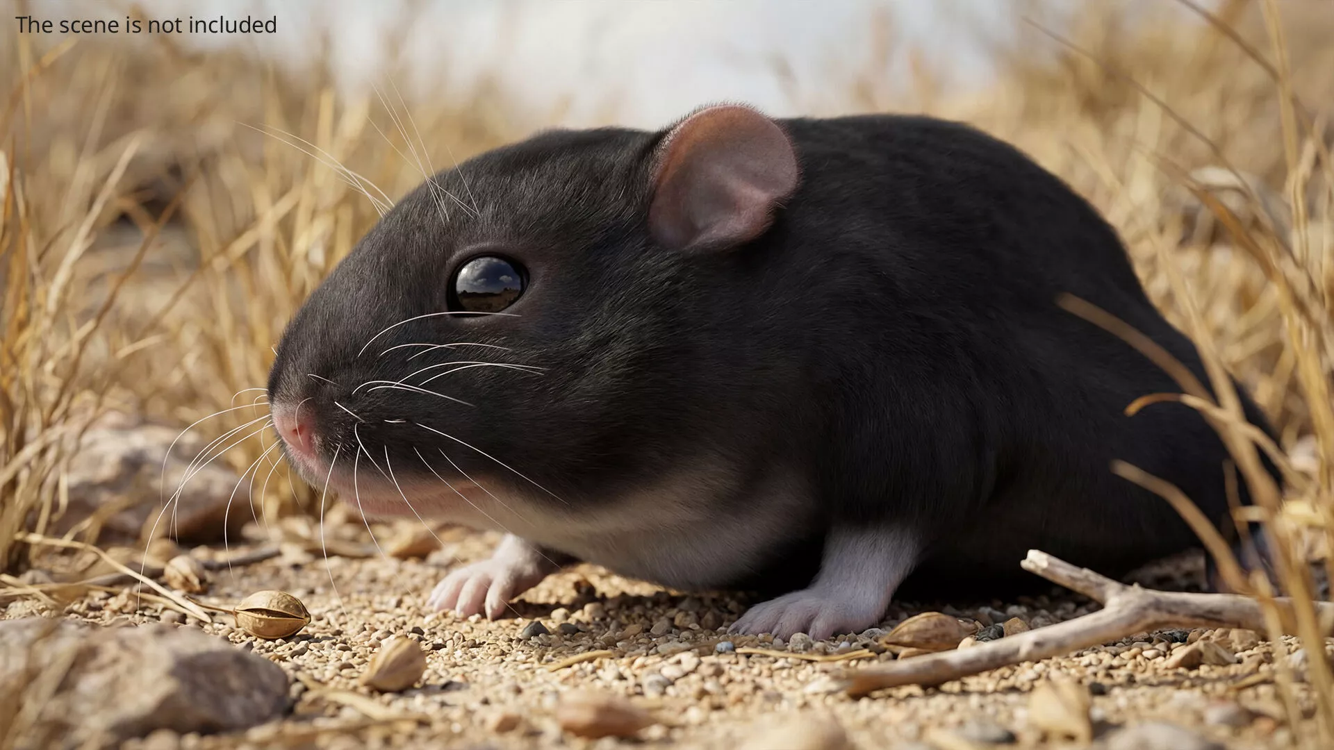 Dwarf Hamster Fur Set Animated Rigged For Maya 3D model
