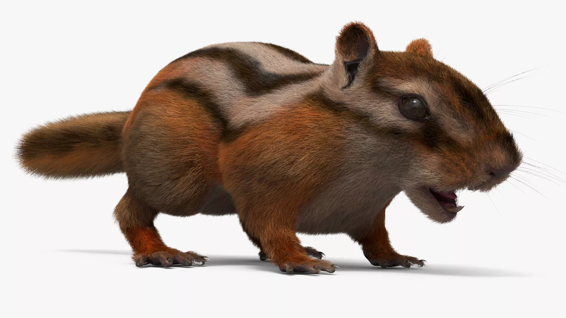 Forest Chipmunk Fur Rigged For Maya 3D model