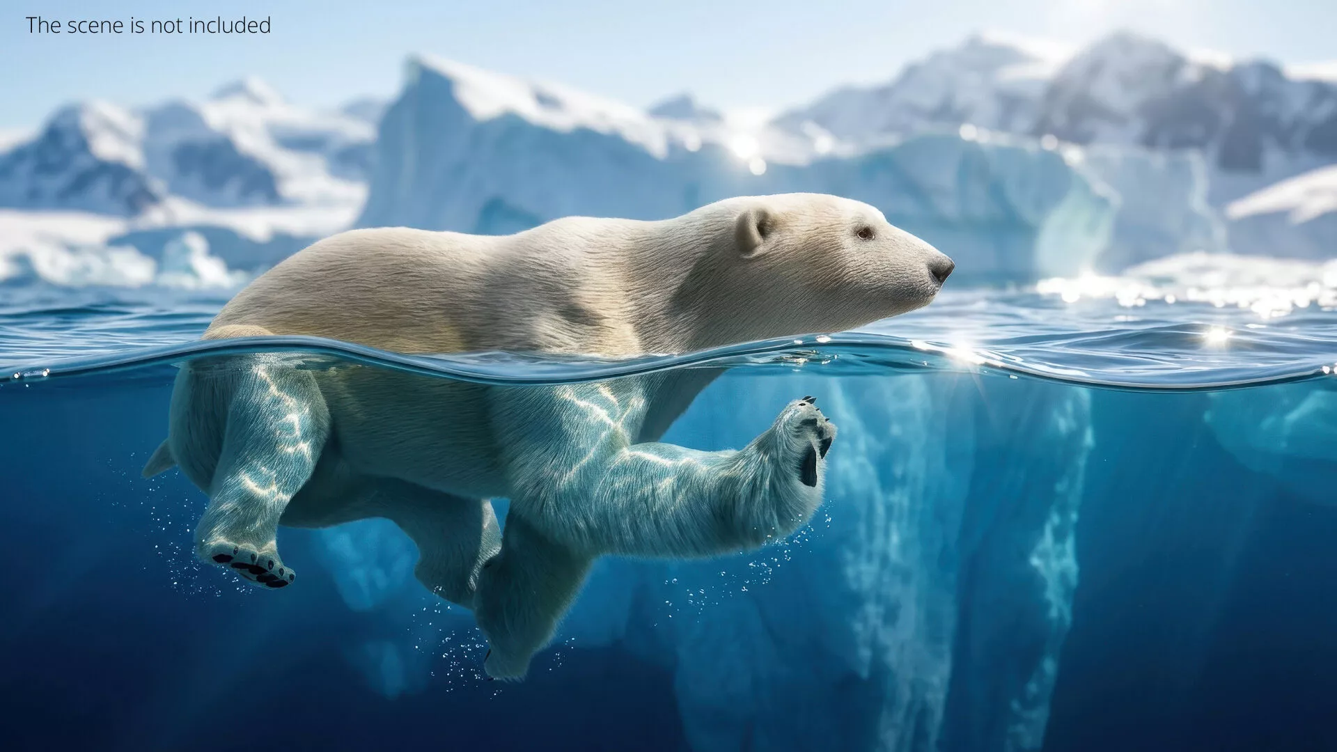 White Polar Bear Swim Fur Animated Rigged For Maya 3D model