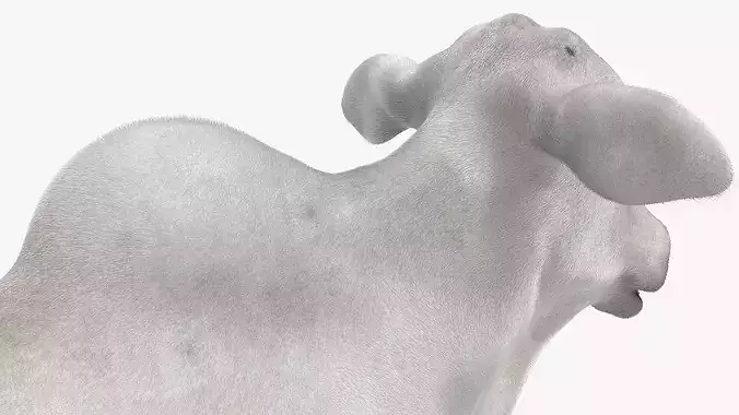 Nelore Cow Fur Grazing Animated Rigged For Maya 3D model 6
