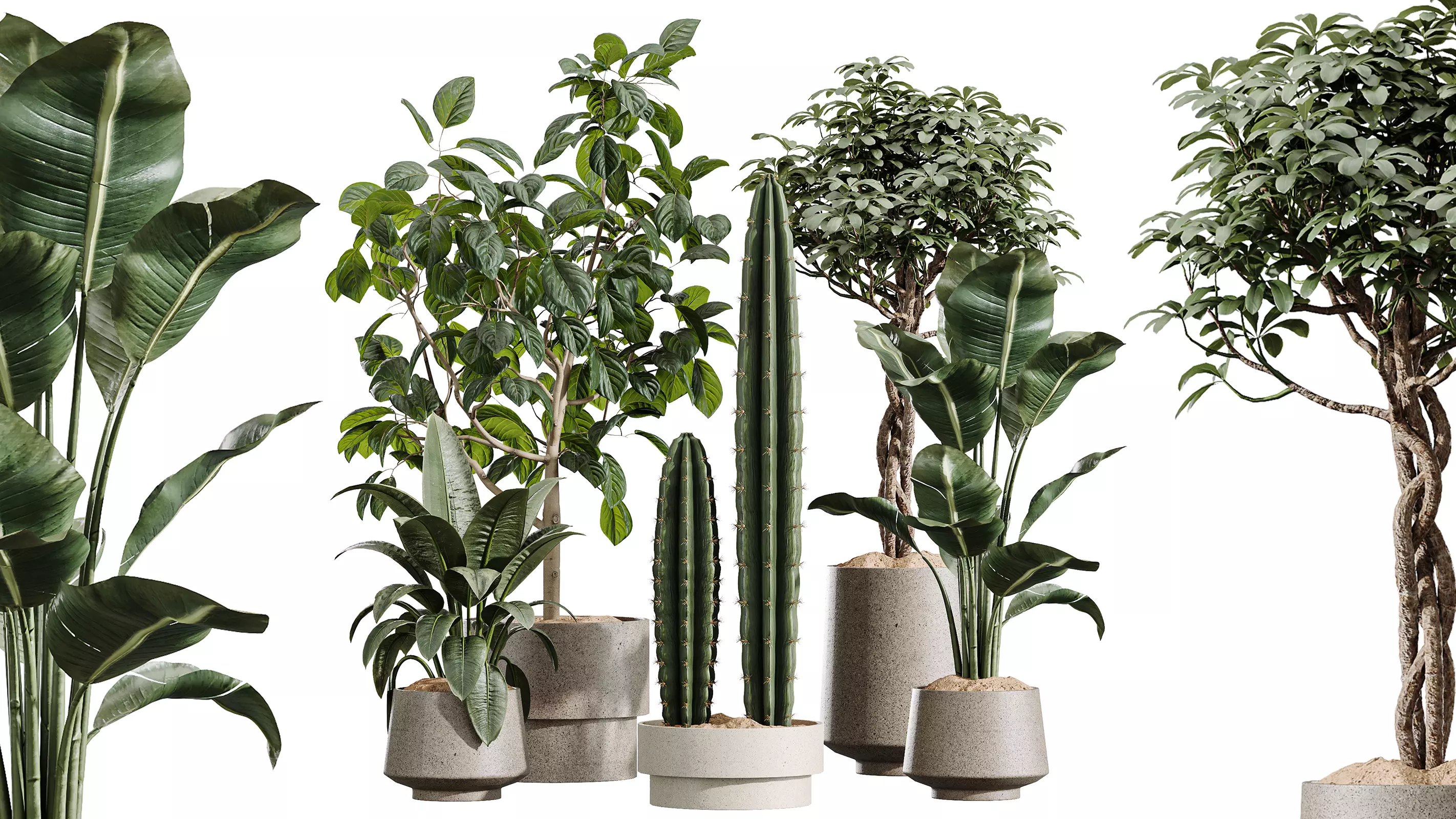 AV Indoor Plants Set 444 ficus ParadiseBird Cactus 3D model