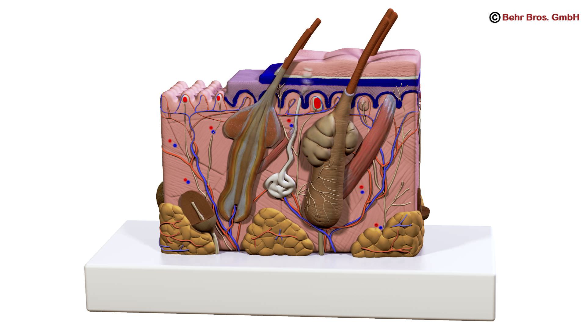 Skin Anatomy 3D model_6