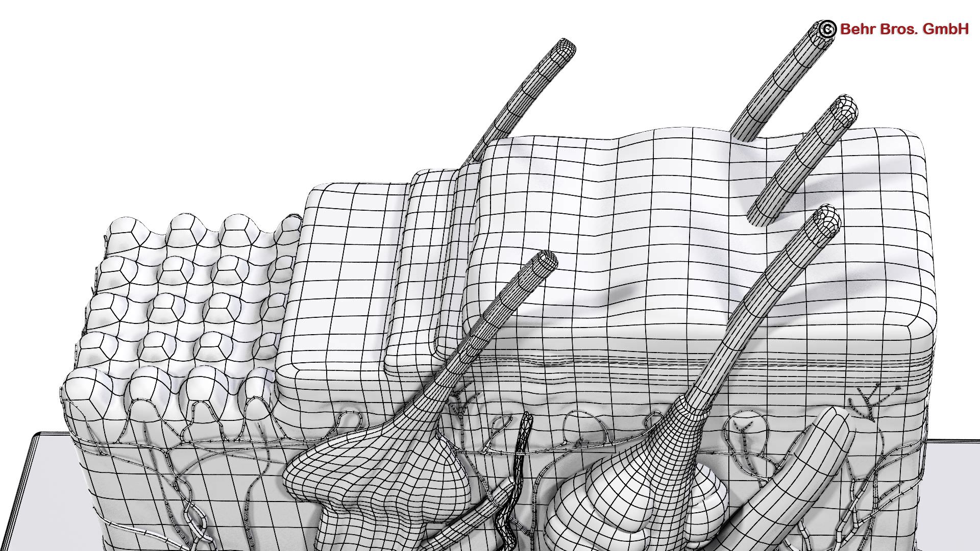 Skin Anatomy 3D model_9