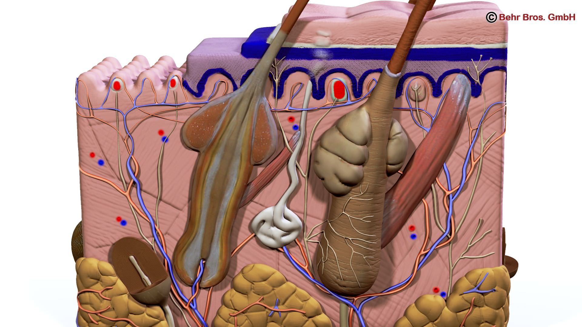 Skin Anatomy 3D model_5