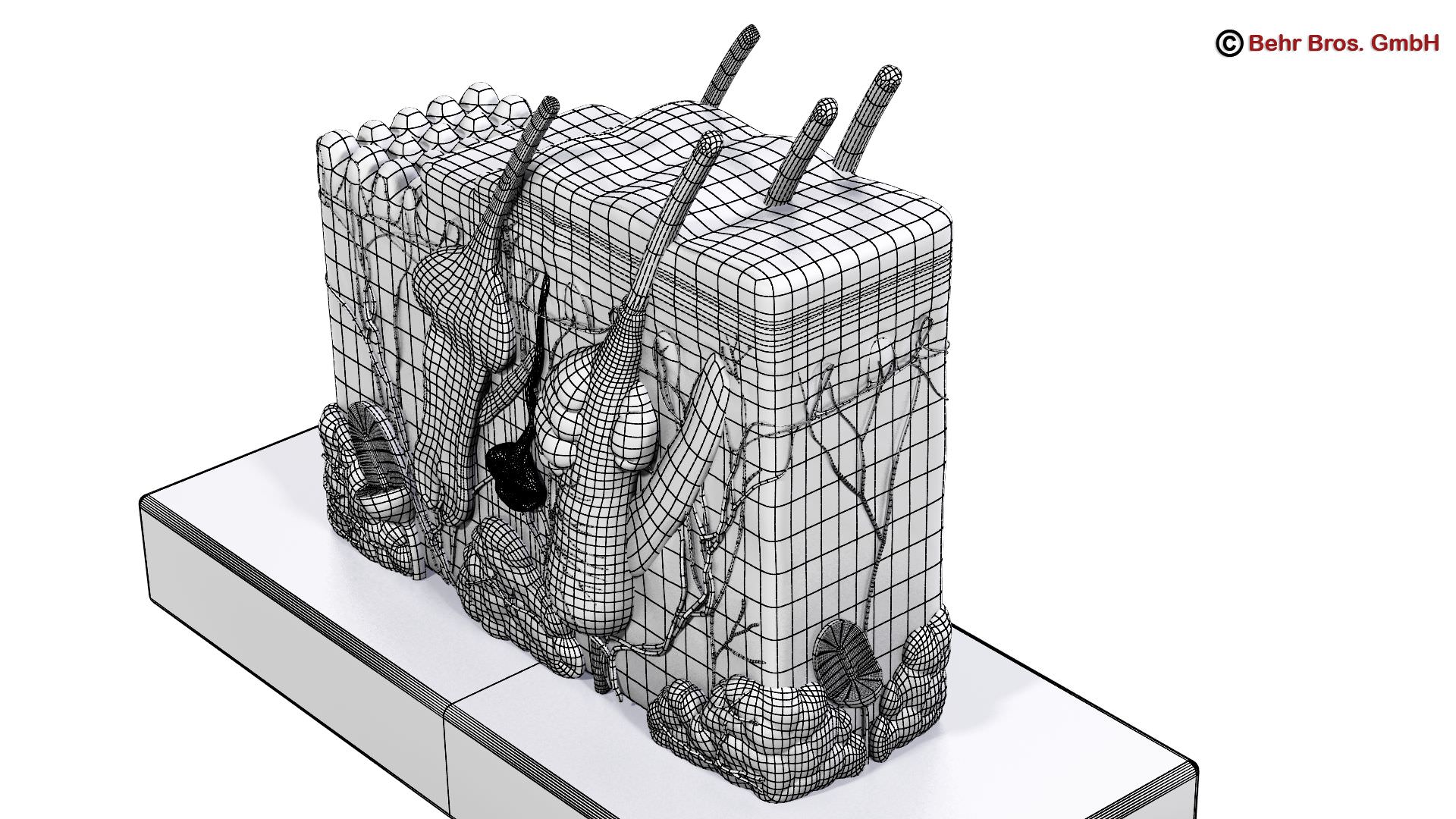 Skin Anatomy 3D model_8