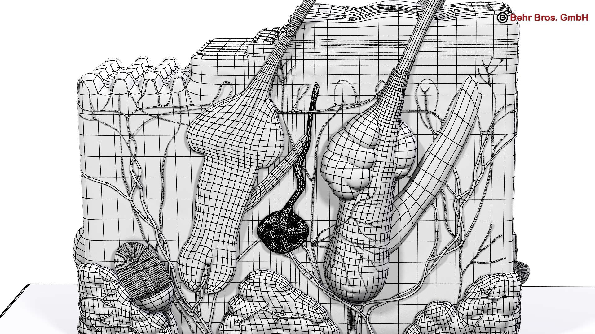 Skin Anatomy 3D model_12