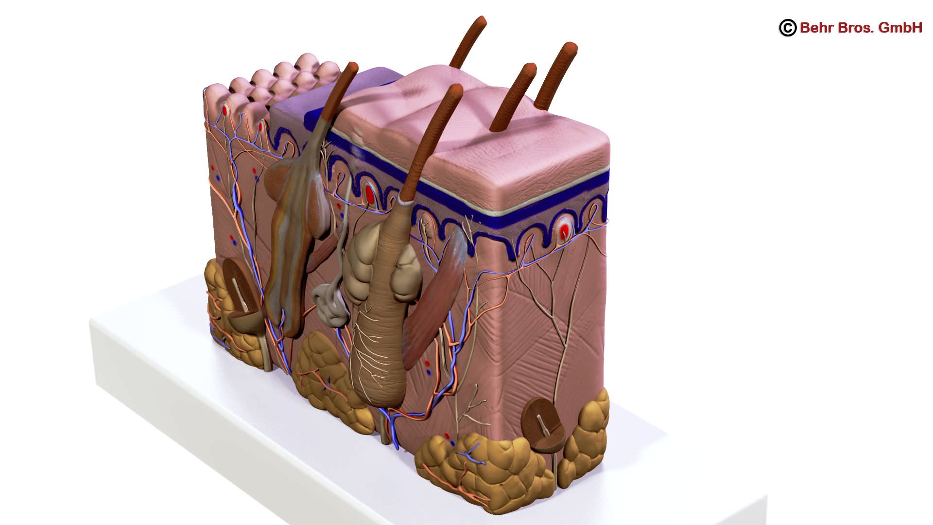 Skin Anatomy 3D model_4