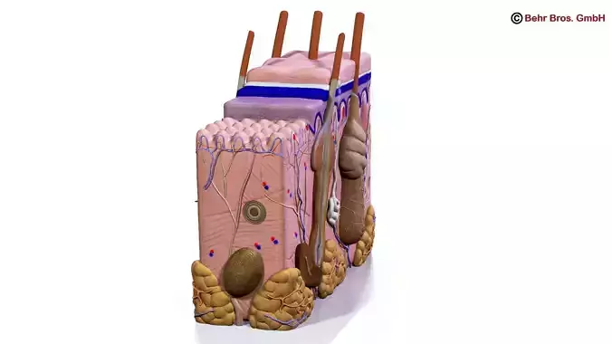 Skin Anatomy 3D model