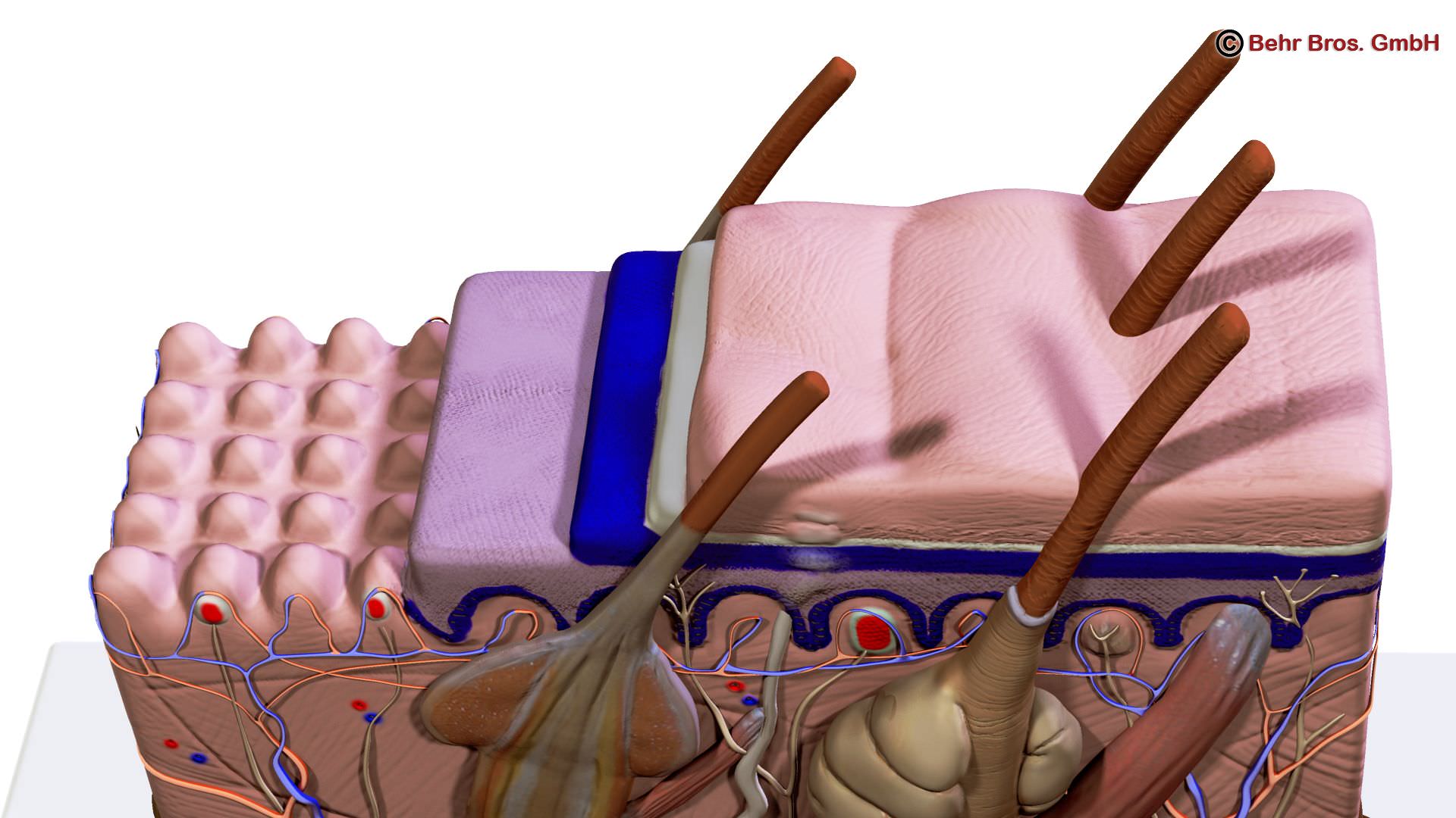 Skin Anatomy 3D model_3