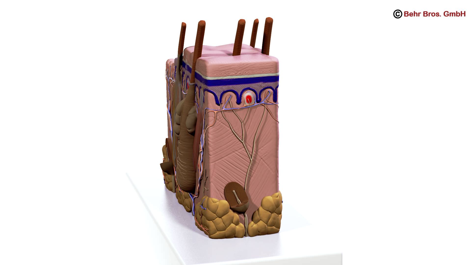Skin Anatomy 3D model_2