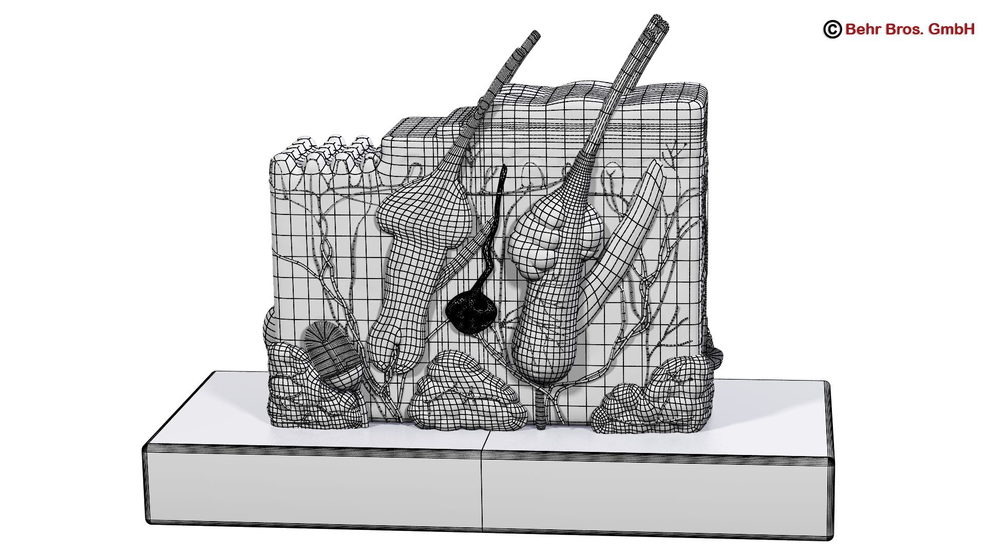 Skin Anatomy 3D model_13