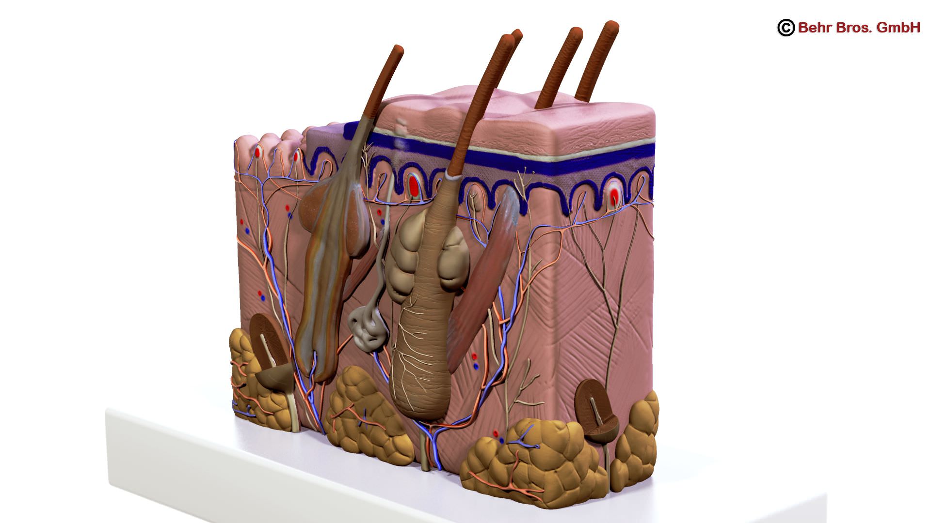 Skin Anatomy 3D model_1
