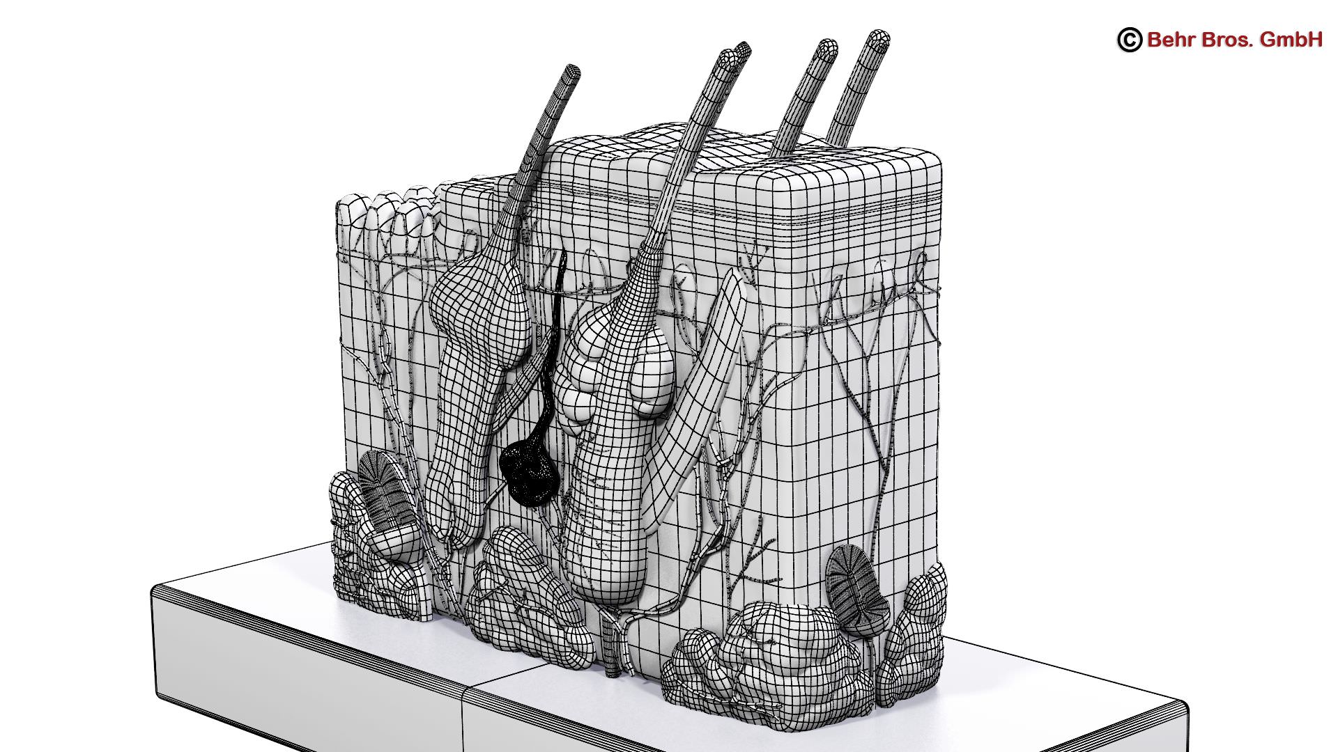 Skin Anatomy 3D model_11
